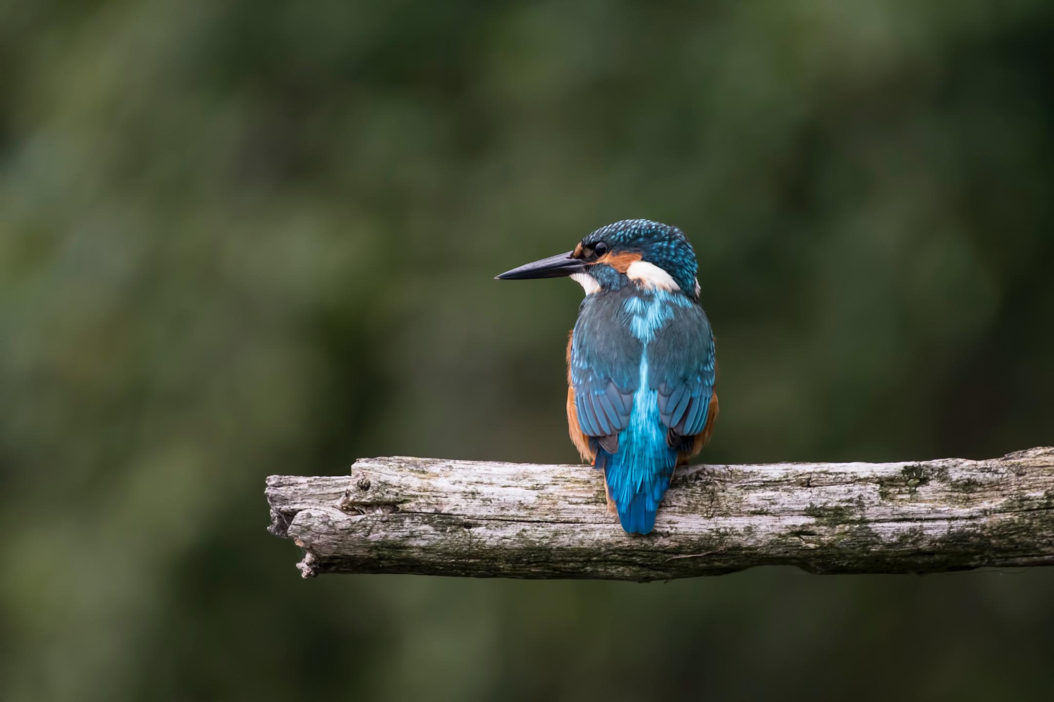 a small bird with blue feathers sits on a single naked branch, its back turned towards the camera but looking to the left. the background is green but blurry and out of focus