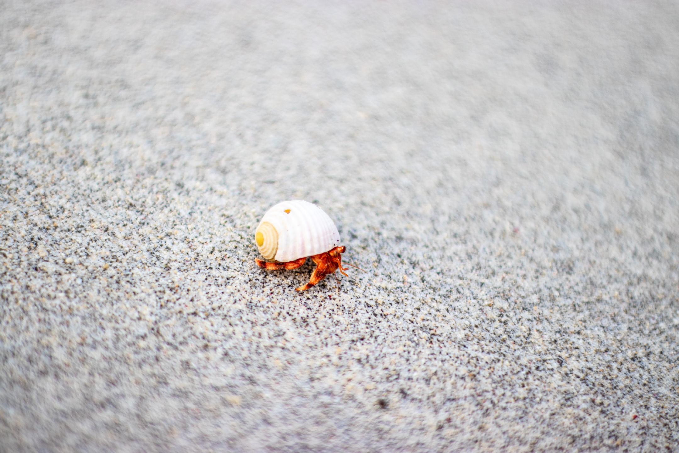 a small orange crab in a white shell walking across a sandy beach