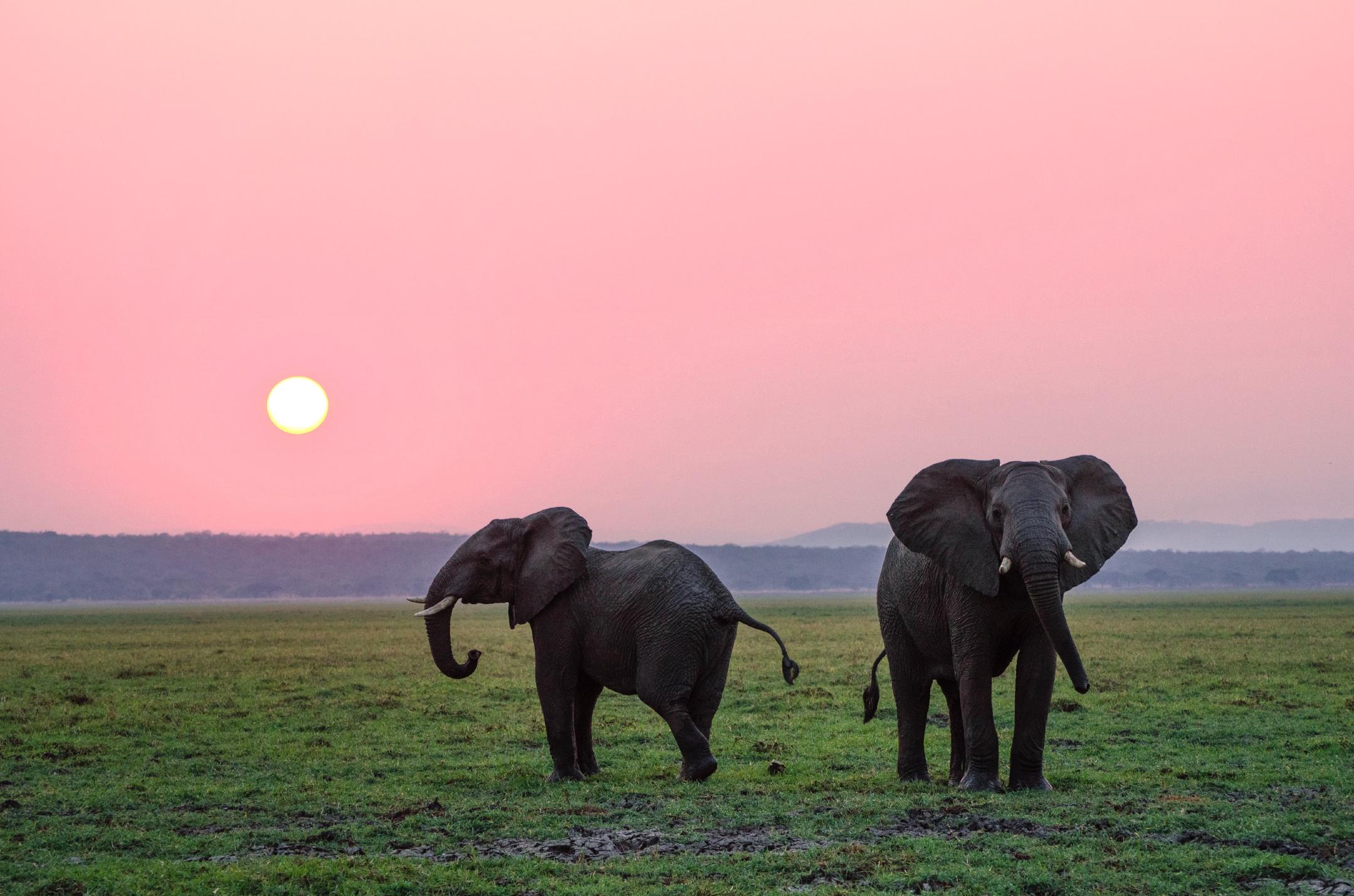 two grey elephants on grass plain during sunset